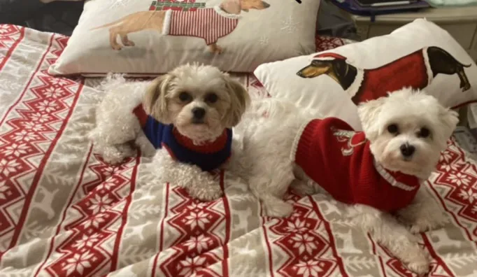 D and G pups Picture 1