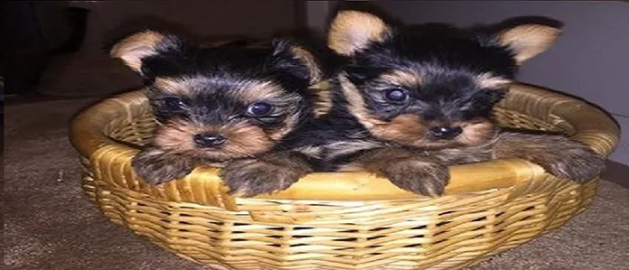 D and G pups Picture 8