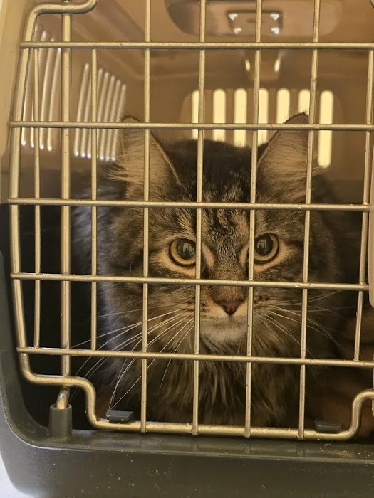 Naamans Animal Hospital Picture 7
