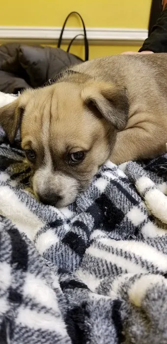 Naamans Animal Hospital Picture 6