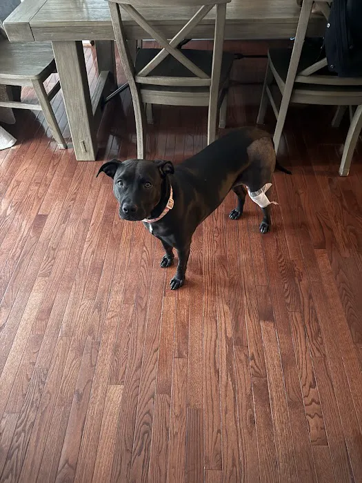 United Vision Pet Partners Picture 5