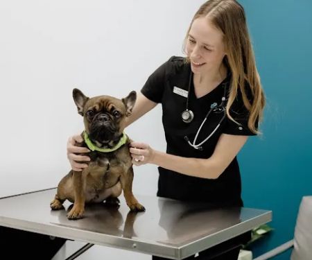 United Vision Pet Partners