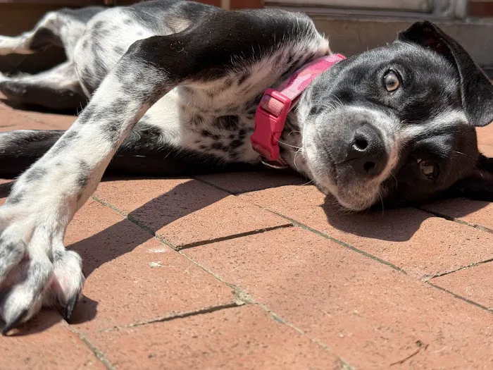 United Vision Pet Partners Picture 7