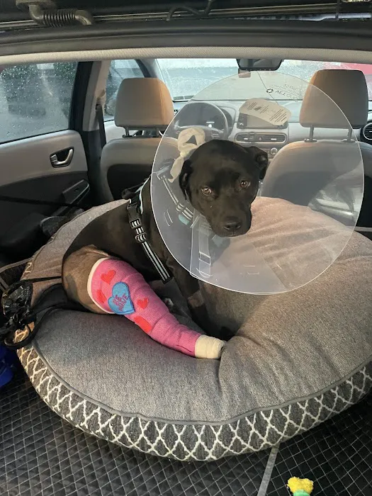 United Vision Pet Partners Picture 10