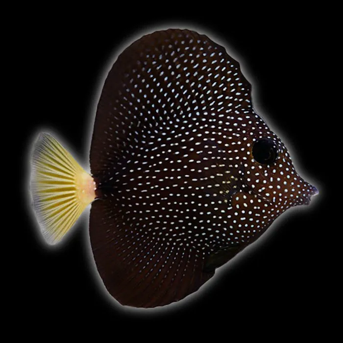 Jersey Corals Picture 3