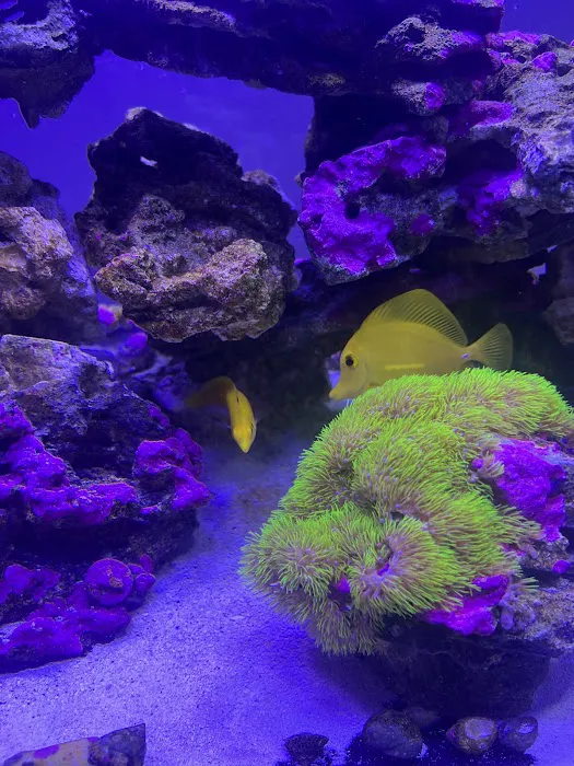 Jersey Corals Picture 4