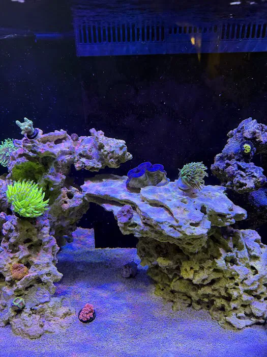 Jersey Corals Picture 5