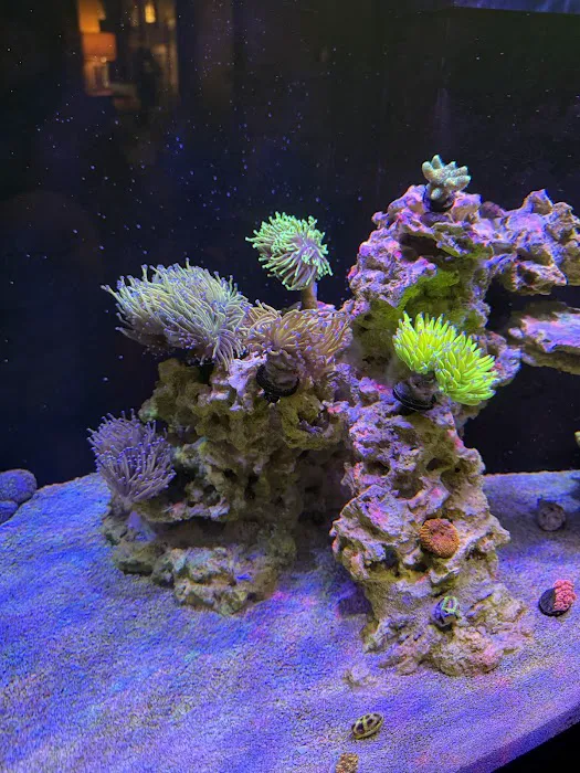 Jersey Corals Picture 1