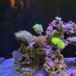 Jersey Corals