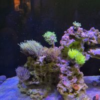 Jersey Corals ico