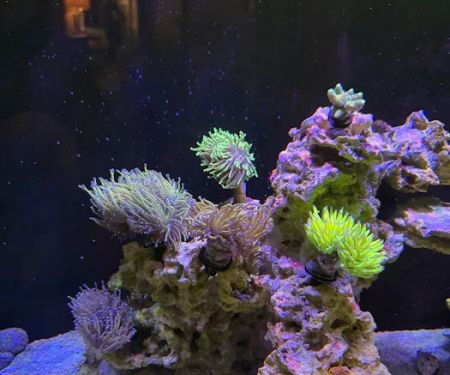 Jersey Corals