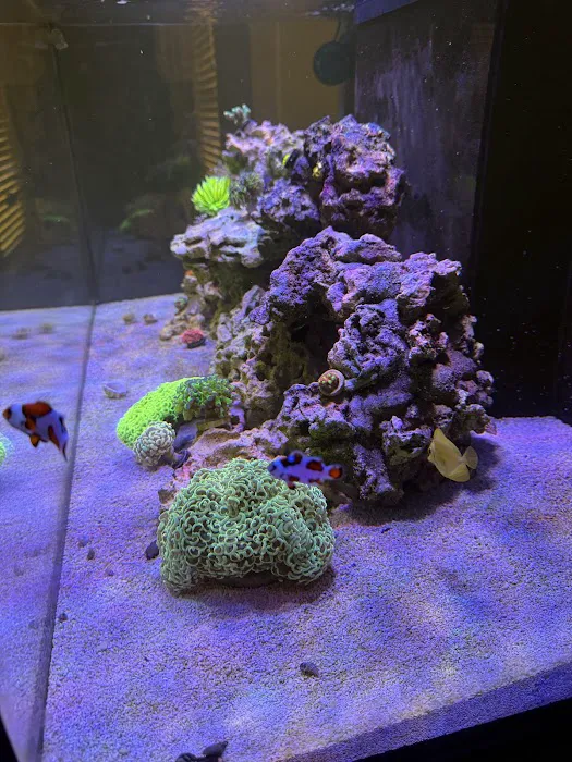Jersey Corals Picture 7