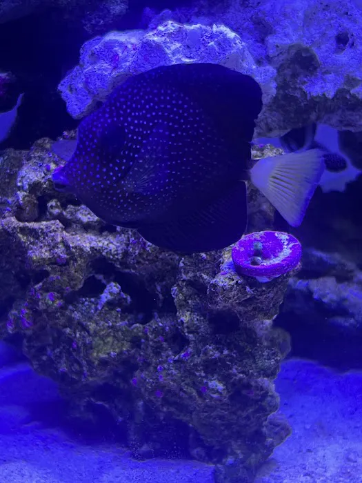 Jersey Corals Picture 8