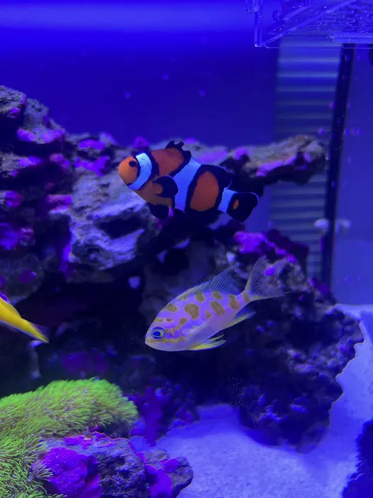 Jersey Corals Picture 9
