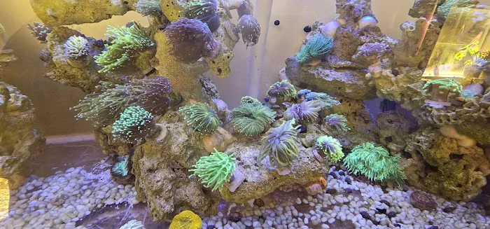 Jersey Corals Picture 10