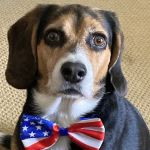 Newtown Square Veterinary Hospital
