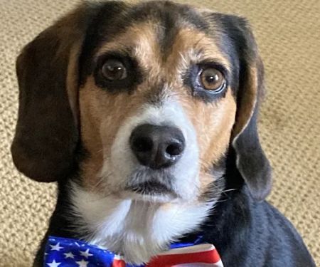 Newtown Square Veterinary Hospital