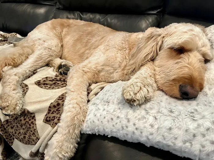 Newtown Square Veterinary Hospital Picture 4