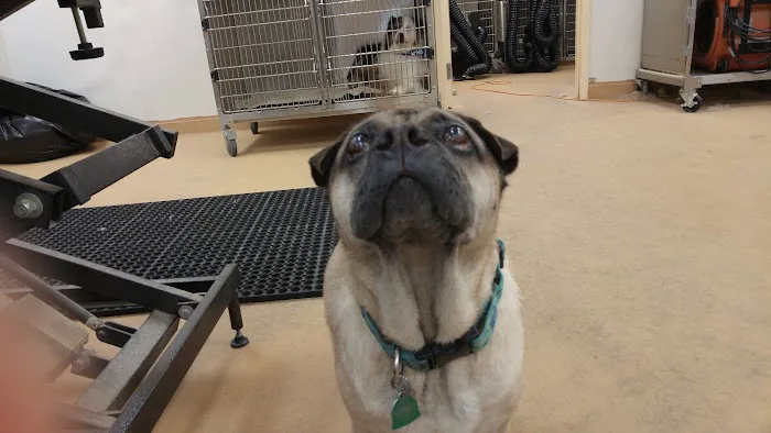 VCA Wellington Animal Hospital Picture 1