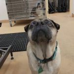 VCA Wellington Animal Hospital