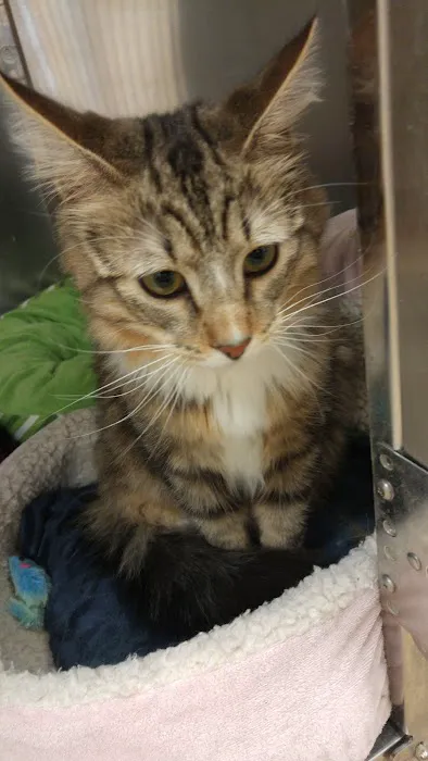 VCA Wellington Animal Hospital Picture 9