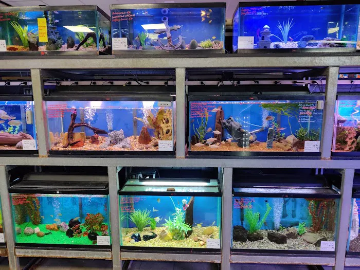 Absolutely Fish Picture 5
