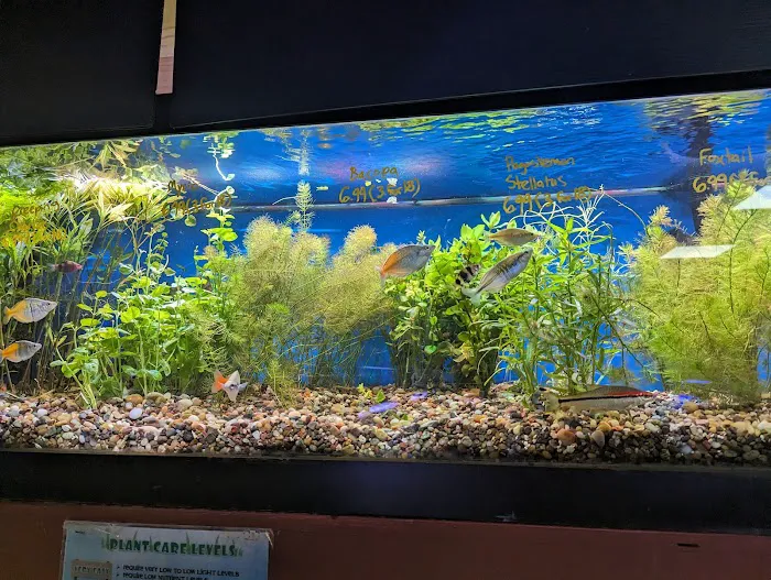 Absolutely Fish Picture 6