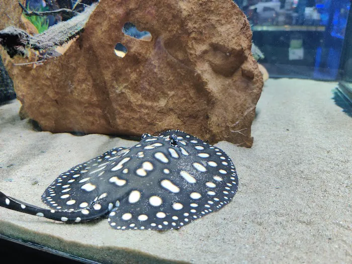 Absolutely Fish Picture 8