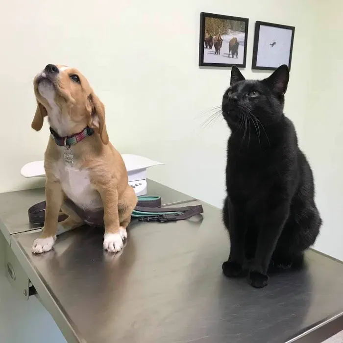 Villanova Veterinary Hospital Picture 2