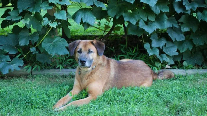 Villanova Veterinary Hospital Picture 1