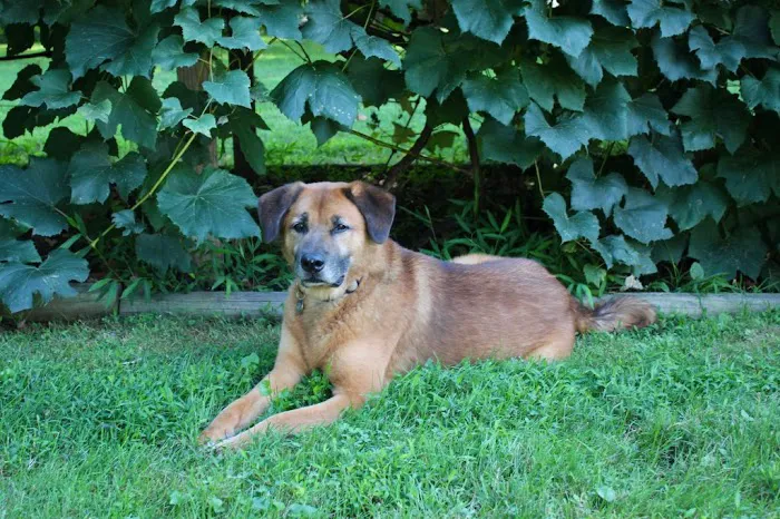 Villanova Veterinary Hospital Picture 4