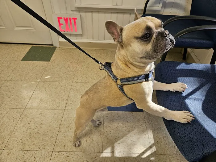 Villanova Veterinary Hospital Picture 5