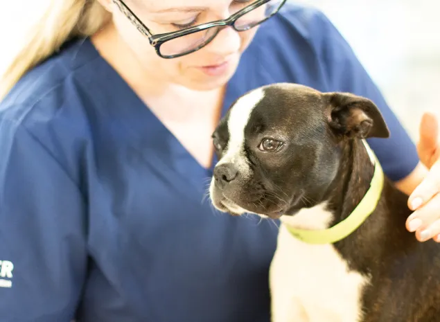 Family Pet Clinic Feasterville Picture 4