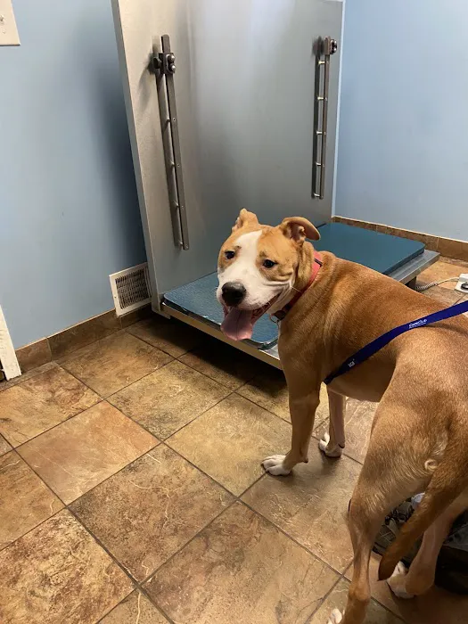 VCA Neshaminy Animal Hospital Picture 2