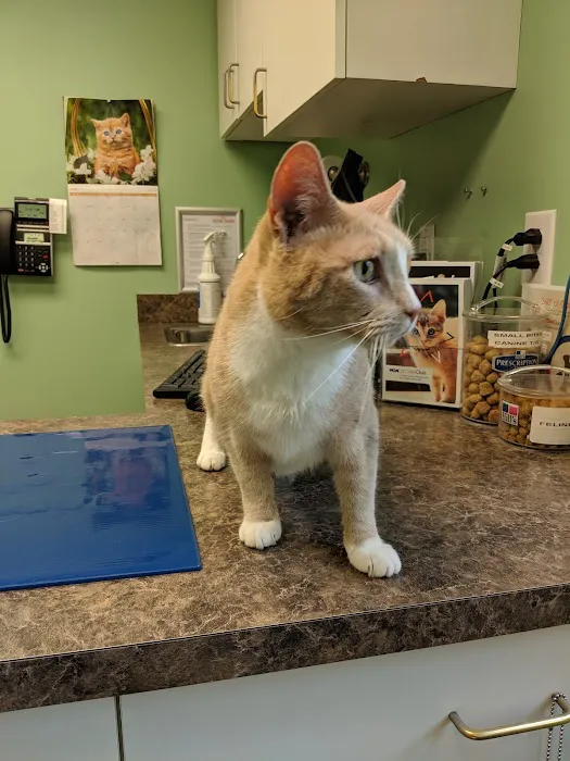 VCA Neshaminy Animal Hospital Picture 4