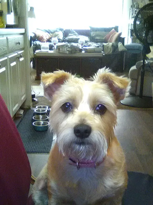 VCA Neshaminy Animal Hospital Picture 6