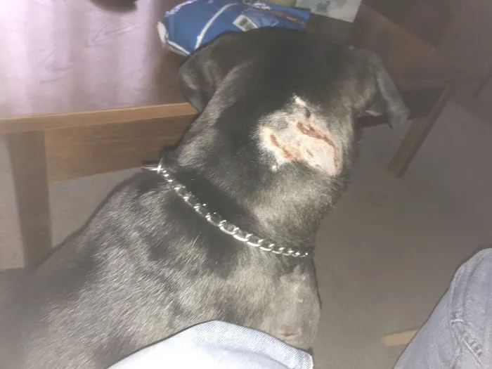 Newport Animal Hospital Picture 1