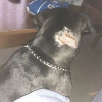 Newport Animal Hospital ico