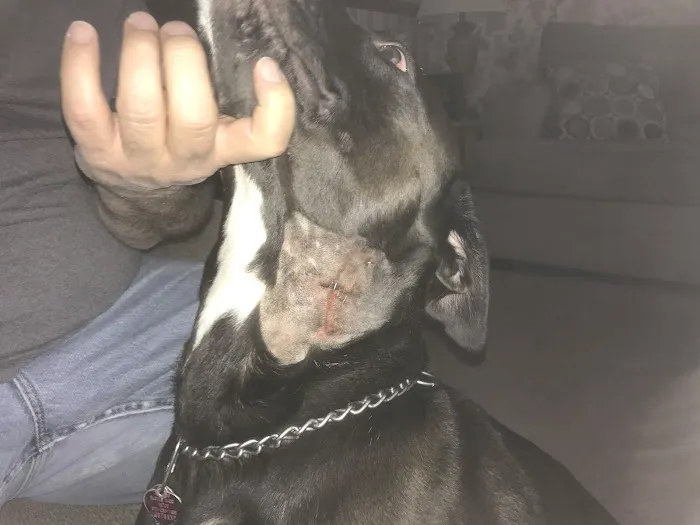 Newport Animal Hospital Picture 5
