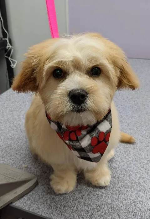 Buck Road Animal Hospital Picture 8