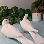 DovesWorld.com