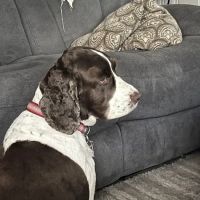 Southampton Veterinary Hospital ico