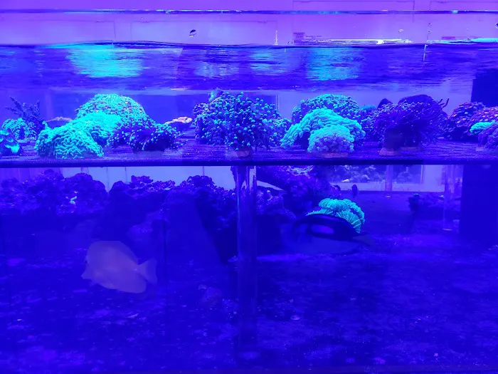 Advanced Marine Aquatics Picture 2