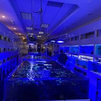 Advanced Marine Aquatics ico
