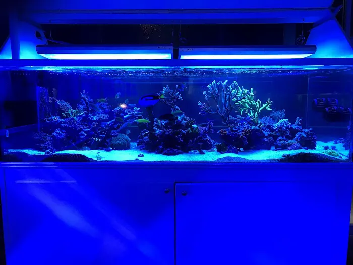 Advanced Marine Aquatics Picture 6