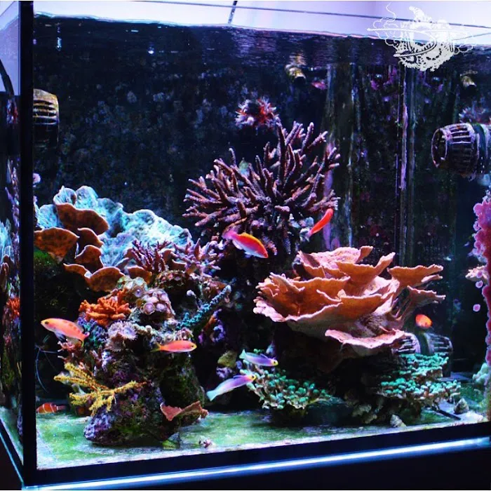 Advanced Marine Aquatics Picture 5