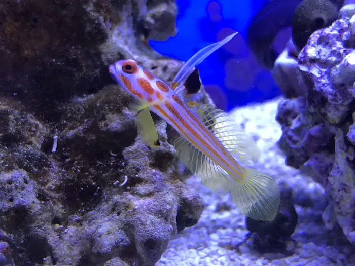 Advanced Marine Aquatics Picture 7