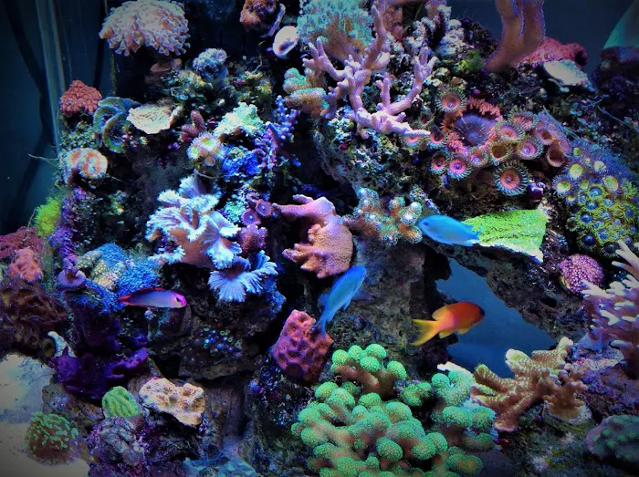 Advanced Marine Aquatics Picture 9