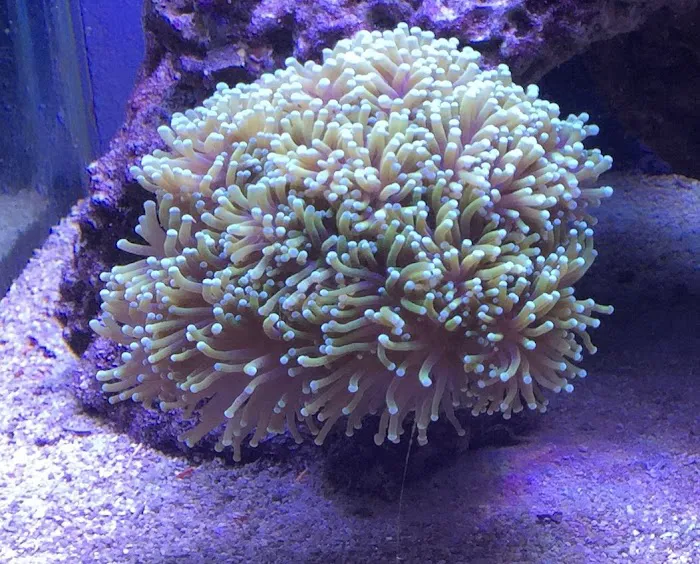 Advanced Marine Aquatics Picture 10