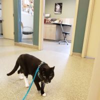 BluePearl Pet Hospital ico